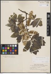 Foto von Salix borealis Fr.